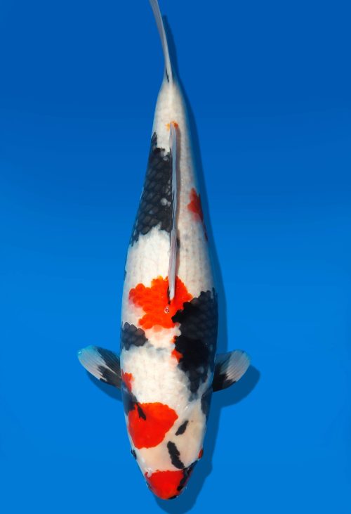 Koi Auktion Dainichi Showa Nisai MonaLisa female 59cm T06-0182
