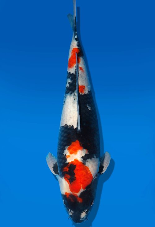 Koi Auktion Dainichi Showa Nisai MonaLisa female 54cm T06-0184