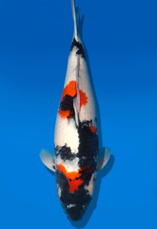 Koi Auktion Dainichi Showa Nisai MonaLisa female 57cm T06-0190
