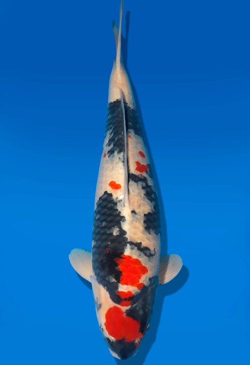 Koi Auktion Dainichi Showa Nisai MonaLisa female 63cm T06-0191