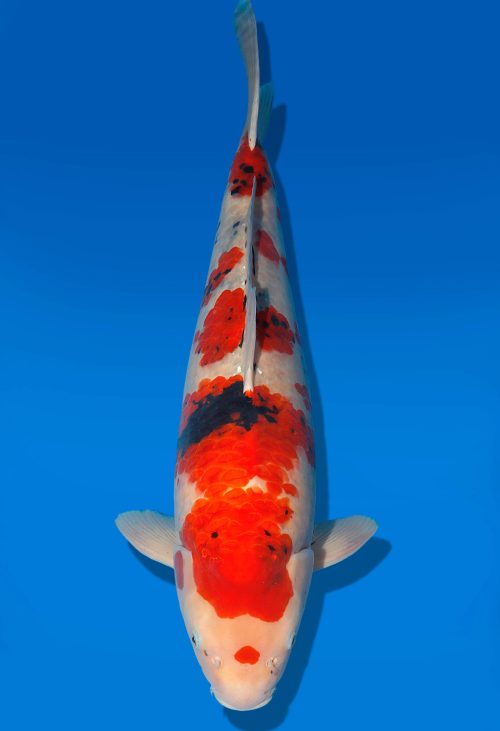 Koi Auktion Dainichi Showa Nisai Monroe male 60cm T06-0198