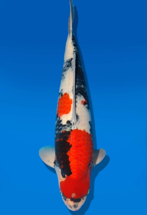 Koi Auktion Dainichi Showa Nisai MonaLisa male 60cm T06-0201