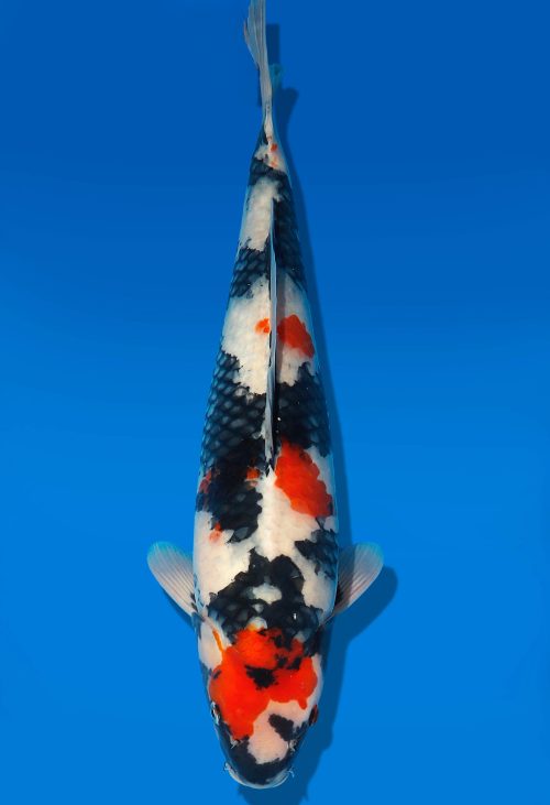 Koi Auktion Dainichi Showa Nisai MonaLisa female 55cm T06-0202