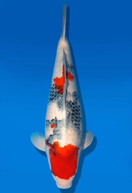 Koi Auktion Dainichi Showa Nisai MonaLisa female 57cm T06-0204