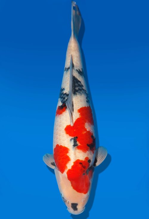 Koi Auktion Dainichi Showa Nisai MonaLisa female 55cm T06-0207