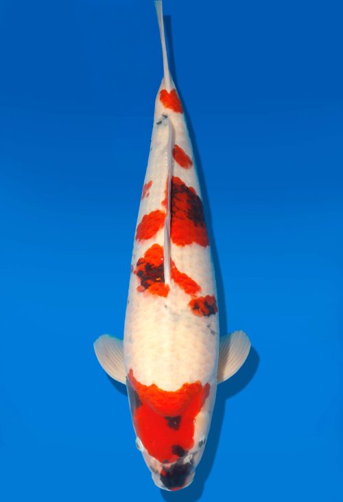 Koi Auktion Dainichi Showa Nisai WhiteMonroe male 64cm T06-0215