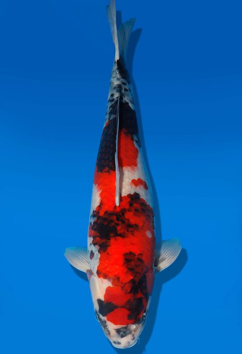 Koi Auktion Dainichi Showa Nisai BlackMonroe female 54cm T06-0216