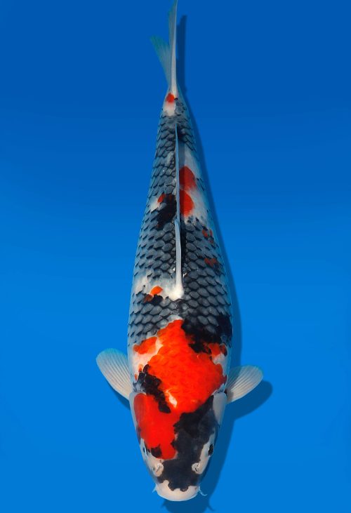 Koi Auktion Dainichi Showa Nisai MonaLisa female 54cm T06-0222