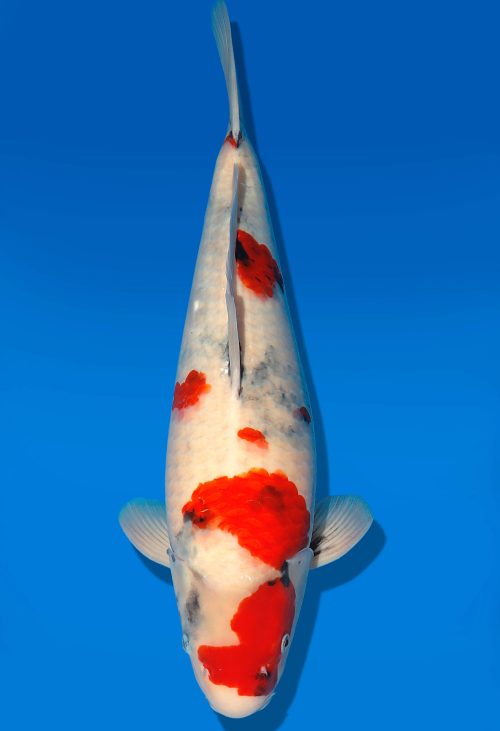 Koi Auktion Dainichi Showa Nisai BlackMonroe female 53cm T06-0225