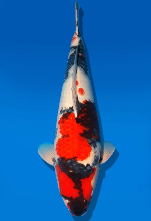 Koi Auktion Dainichi Showa Nisai MonaLisa female 54cm T06-0228