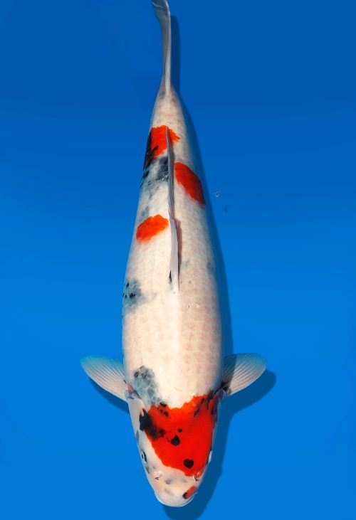Koi Auktion Dainichi Showa Nisai WhiteMonroe female 61cm T06-0224